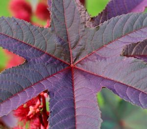 Detail shot of leaves