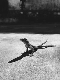 Close-up of dead tree