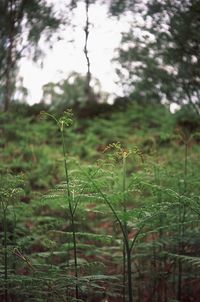 Close-up of plants growing on field