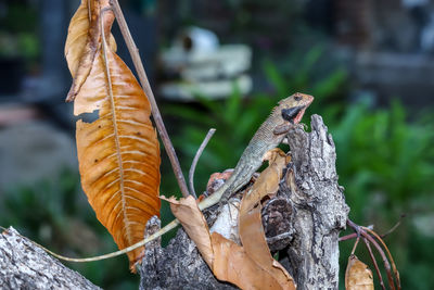 Close-up of lizard on leaves