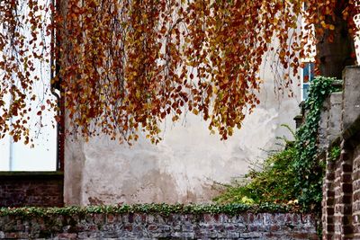 Trees on wall during autumn