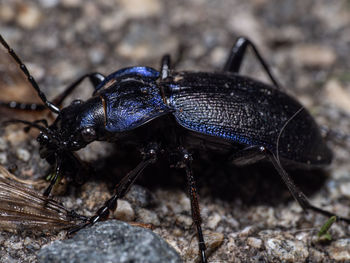 Close-up of insect on rock