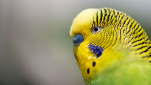 Close-up of a parrot