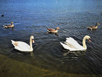 Swans swimming in lake