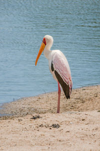 Yellow-billed stork standing on sandy river bank