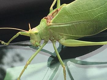 Close-up of insect on leaf