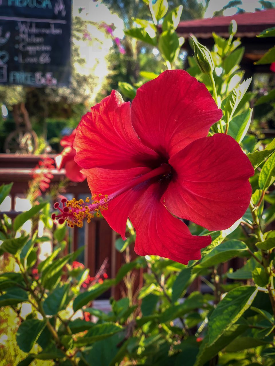 CLOSE-UP OF RED HIBISCUS AGAINST PLANTS