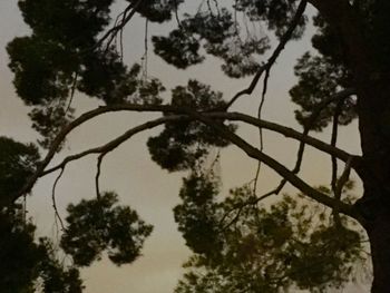 Low angle view of tree against sky