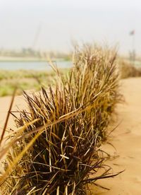 Close-up of dry grass on beach against sky