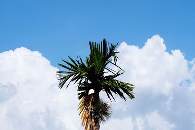 Low angle view of palm tree against blue sky