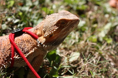 Close-up of domestic bearded dragon