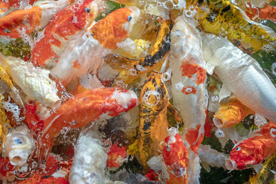 High angle view of fish in water