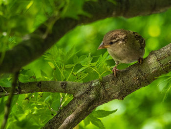 Close-up of bird perching on tree