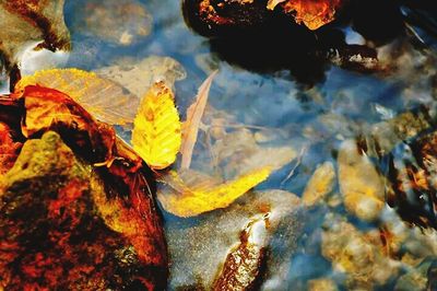 Reflection of trees in water