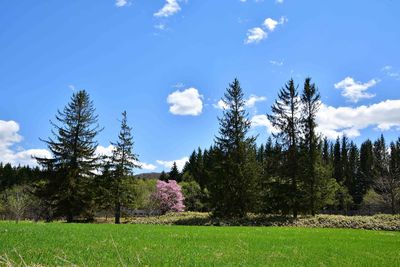 Pine trees on field against sky