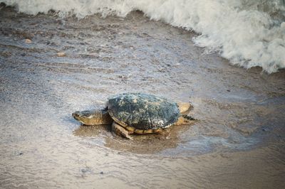 Turtle on beach