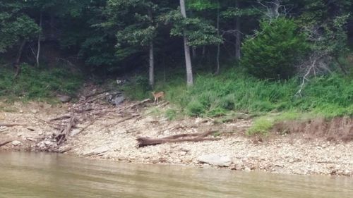 Scenic view of river in forest