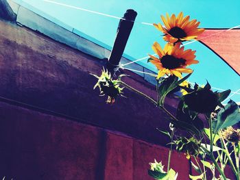 Low angle view of flowers against sky