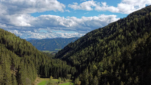 Scenic view of pine trees against sky