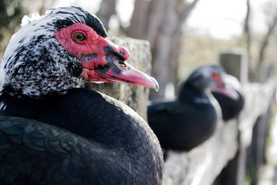 Close-up of bird