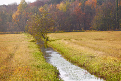 View of trail in forest