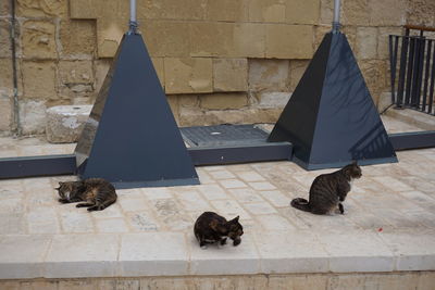 Cat sitting on wall