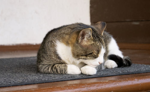 Close-up of a cat sleeping