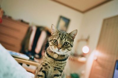 Portrait of tabby cat sitting at home