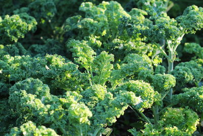 High angle view of vegetables