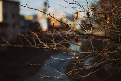 Close-up of dried plant