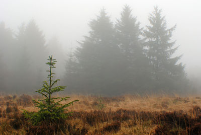 Pine trees in forest during foggy weather