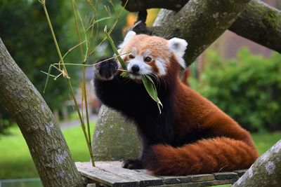 Close-up of a red panda eating and looking away