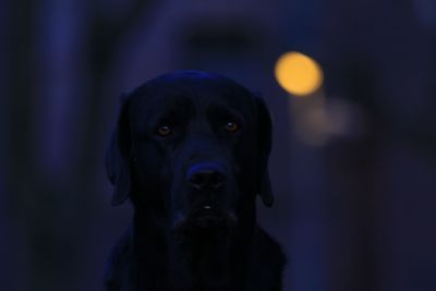 Portrait of black dog looking at camera 