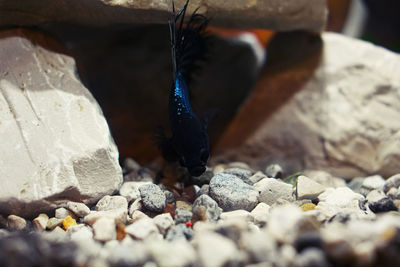 Close-up of bird on rock