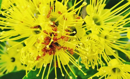 Close-up of yellow flowers blooming outdoors