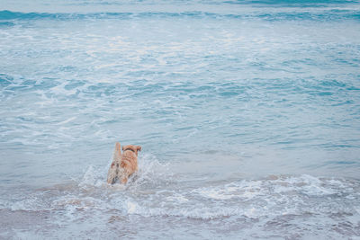 View of dog in the sea