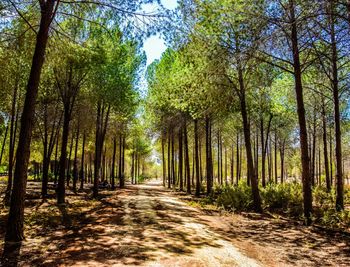 View of trees in forest