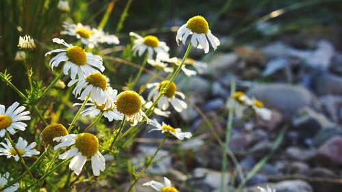 Close-up of white flowering plant