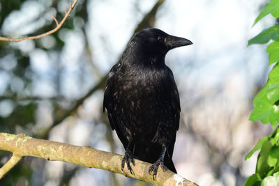 Portrait of a crow perching on a branch