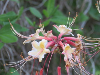 Close-up of flowers