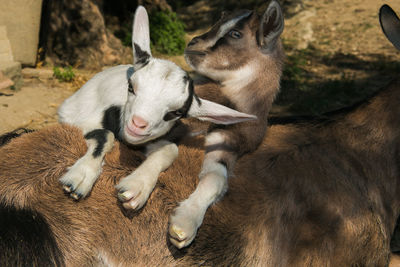 Two baby tibetan goats playing up her mother