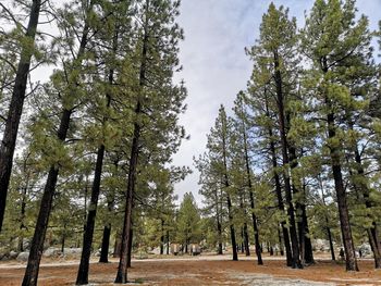 Low angle view of trees in forest against sky