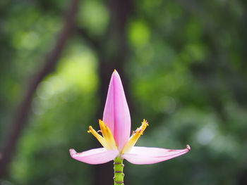 Close-up of pink flower blooming outdoors