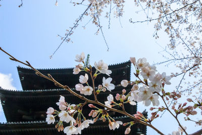 Low angle view of flowering tree and building against sky