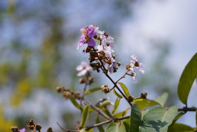 Close-up of cherry blossom on plant