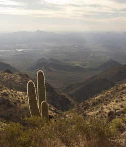 Saguaro cactus at an overlook on tom’s thumb trail, scottsdale, arizon
