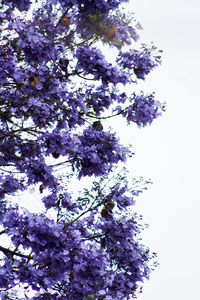 Low angle view of cherry blossom tree