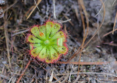 High angle view of succulent plant on field