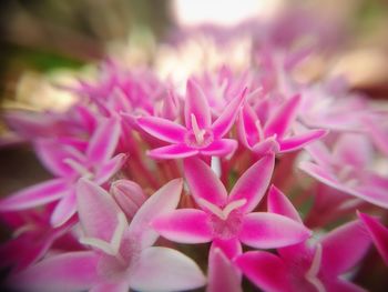 Close-up of pink flowering plant