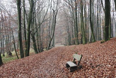 Trees in forest during autumn